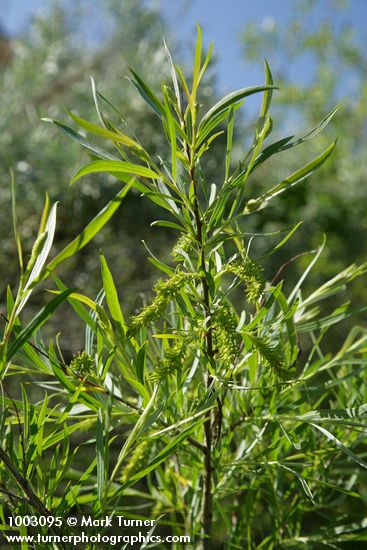 Salix exigua