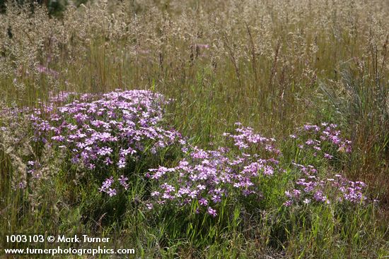 Phlox viscida