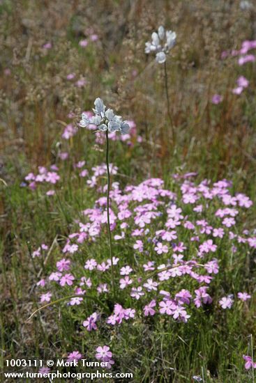 Triteleia grandiflora var. howellii; Phlox viscida