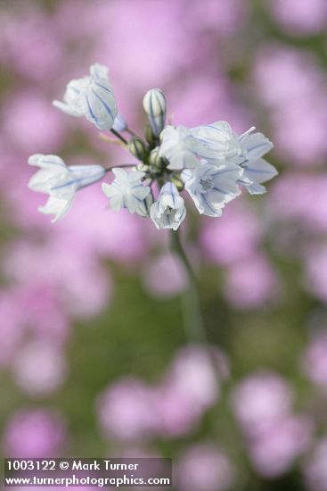 Triteleia grandiflora var. howellii