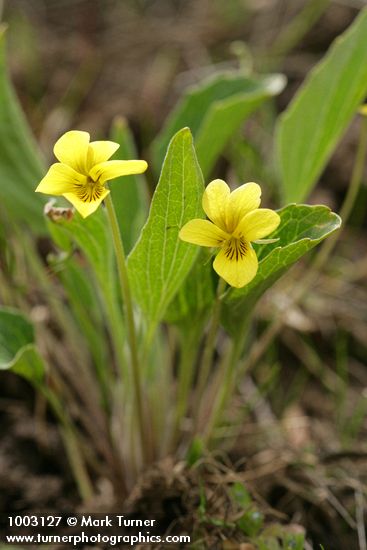 Viola praemorsa