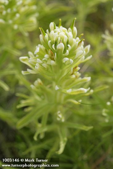 Castilleja xanthotricha