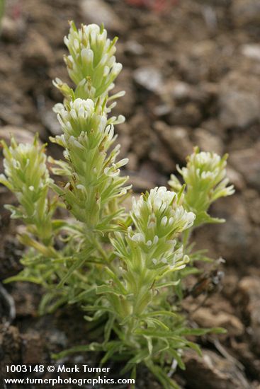 Castilleja xanthotricha