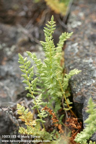 Woodsia oregana