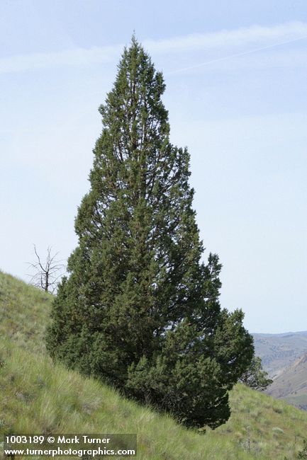 Juniperus occidentalis