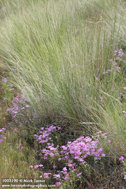 Phlox viscida; Pseudoroegneria spicata