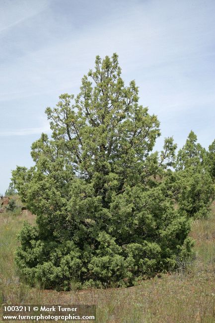 Juniperus occidentalis