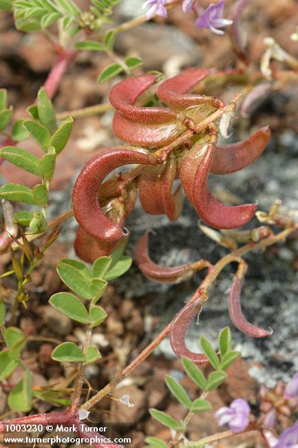 Astragalus diaphanus