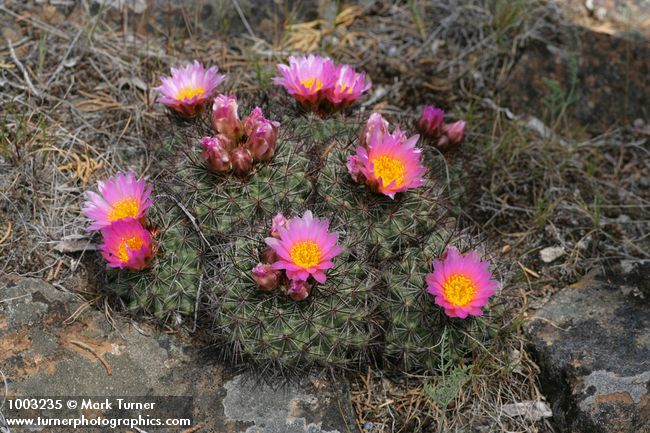 Pediocactus nigrispinus