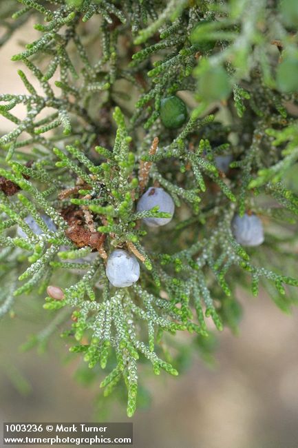 Juniperus occidentalis