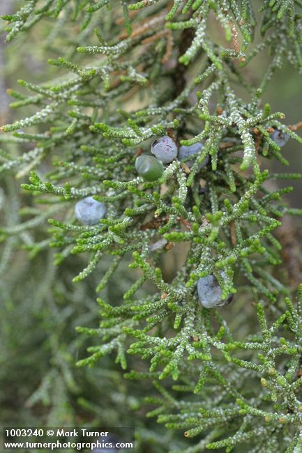 Juniperus occidentalis