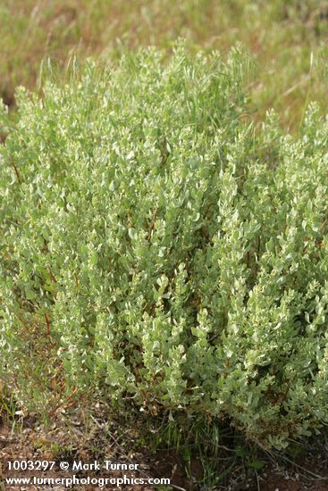 Atriplex confertifolia