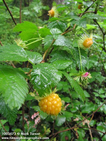 Rubus spectabilis