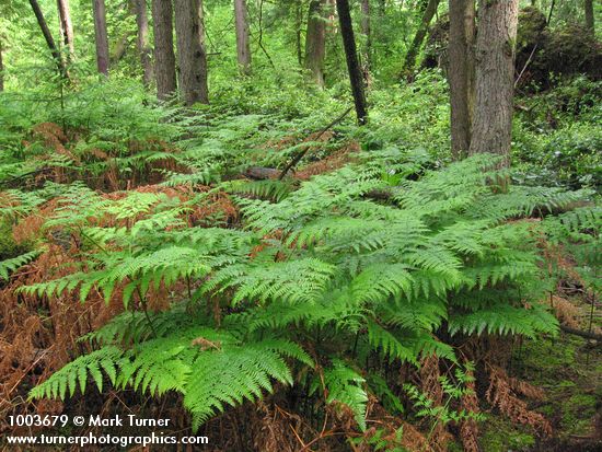 Pteridium aquilinum