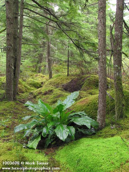 Lysichiton americanus