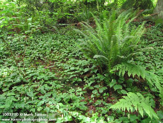 Maianthemum dilatatum; Polystichum munitum; Athyrium filix-femina