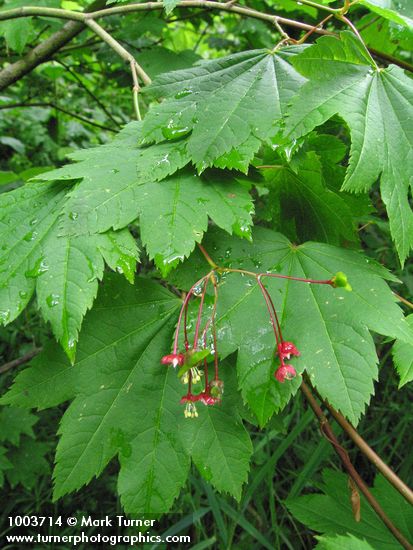 Acer circinatum