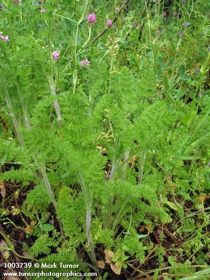 Daucus pusillus