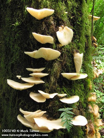 Pleurotus ostreatus