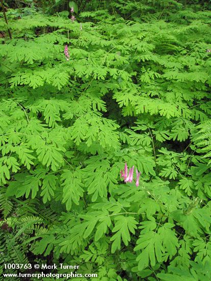 Corydalis scouleri