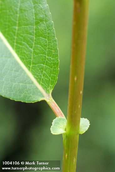 Salix lasiandra var. lasiandra