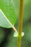 Pacific Willow twig, stipules & lower leaf