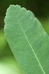 Sweet Gale leaf detail showing yellow glands