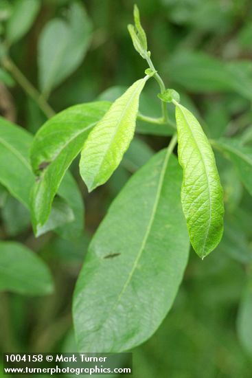 Salix hookeriana