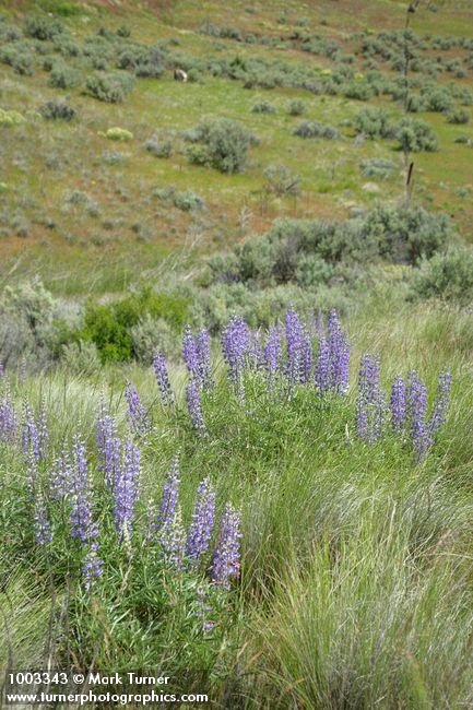 Lupinus caudatus