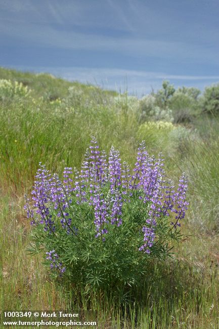 Lupinus caudatus