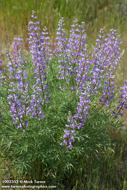 Lupinus caudatus