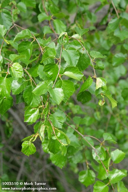 Betula occidentalis