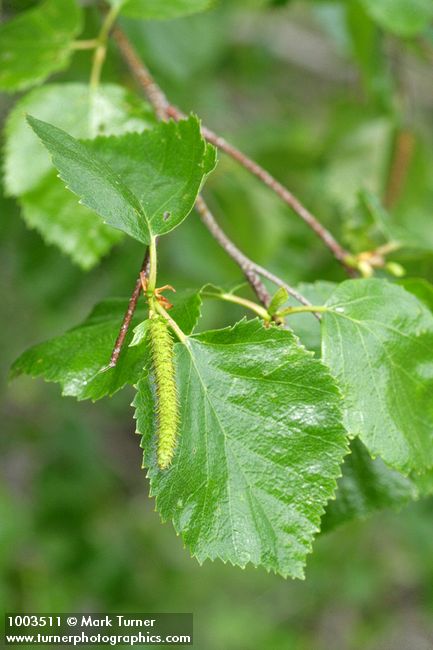 Betula occidentalis