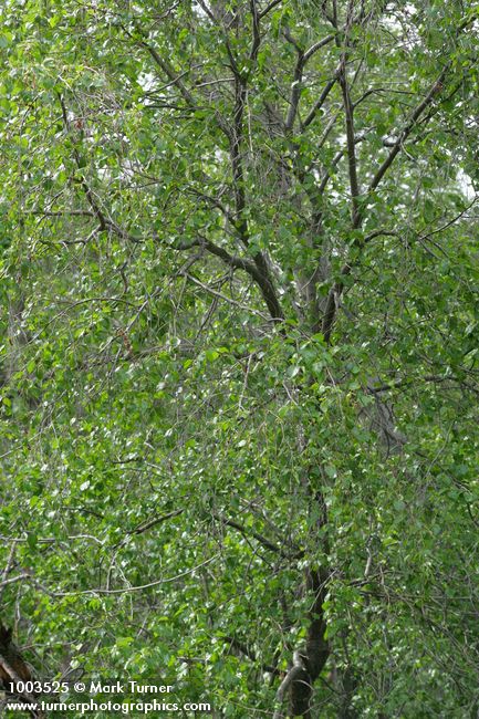 Betula occidentalis