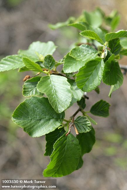 Alnus rhombifolia