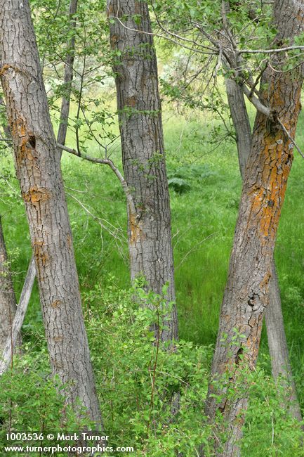 Alnus rhombifolia