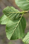 White Alder foliage reverse detail