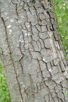 White Alder bark