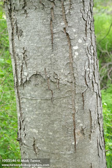 Alnus rhombifolia