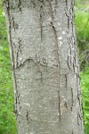 White Alder bark