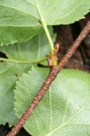 Water Birch twig detail