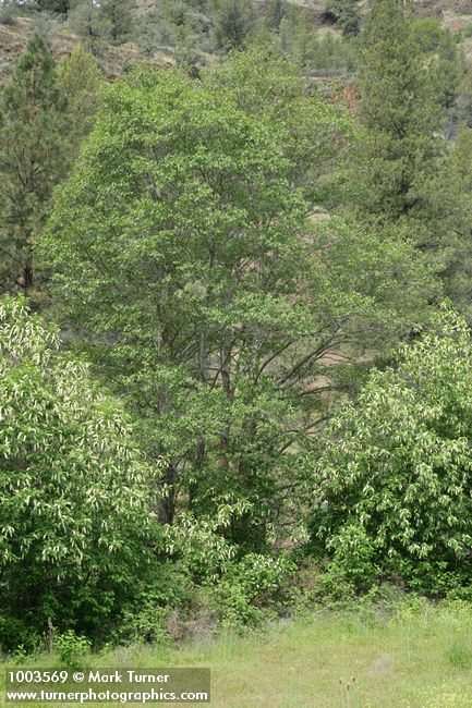 Alnus rhombifolia