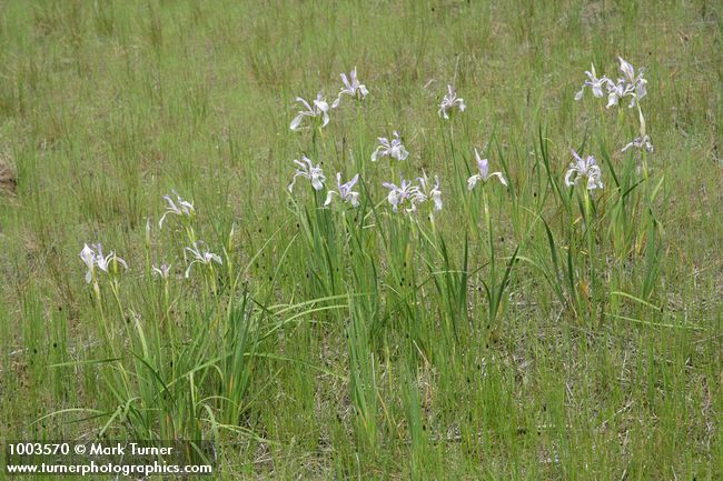 Iris missouriensis