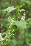 Western Black Currant blossoms & foliage