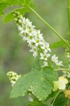 Western Black Currant blossoms & foliage detail