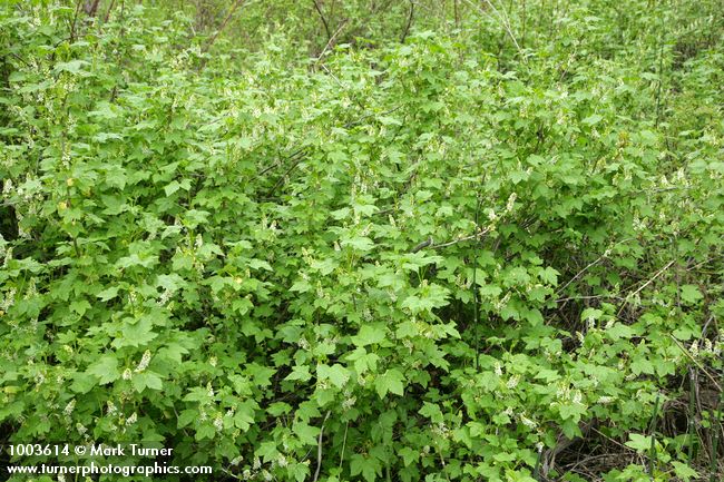 Ribes hudsonianum var. petiolare