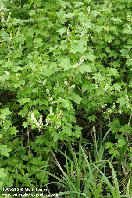 Ribes hudsonianum var. petiolare