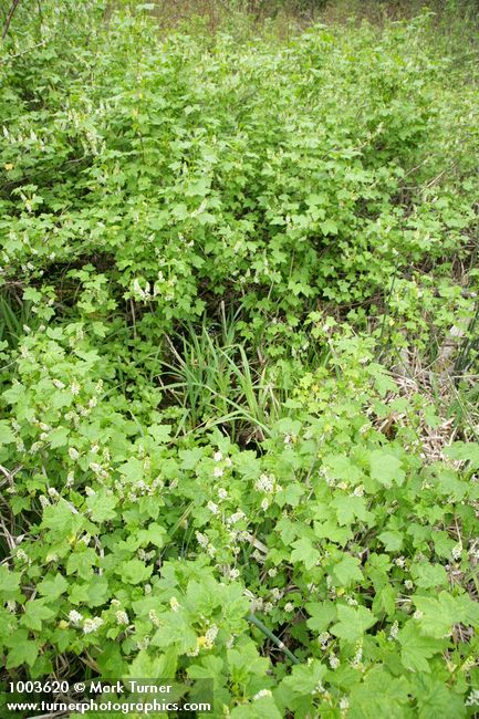 Ribes hudsonianum var. petiolare