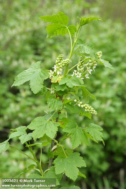 Ribes hudsonianum var. petiolare