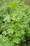 Western Black Currant blossoms & foliage